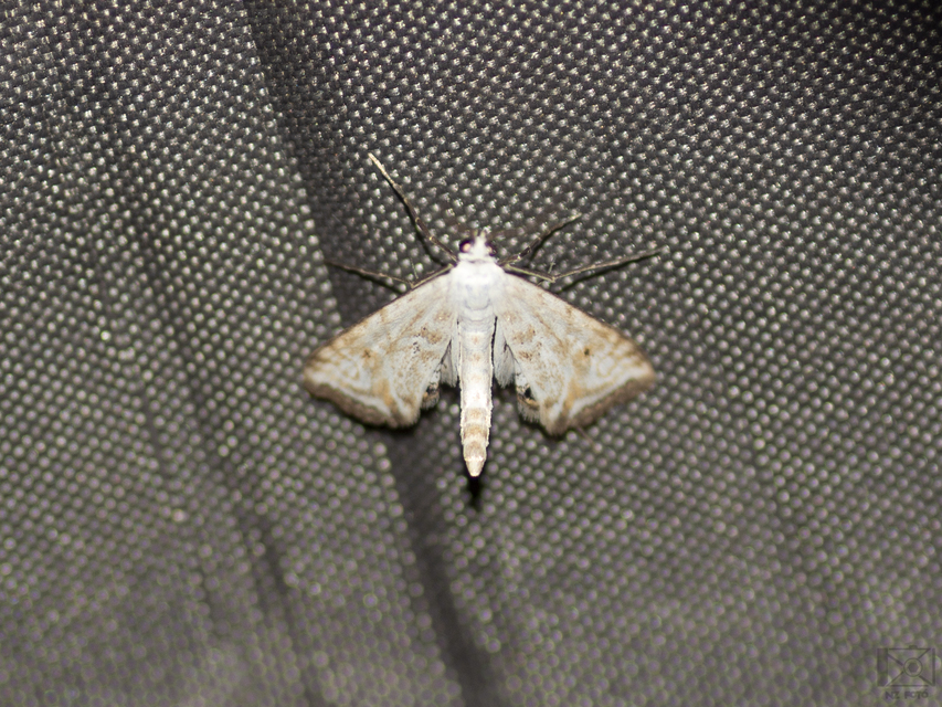 Cataclysta lemnata - békalencsemoly