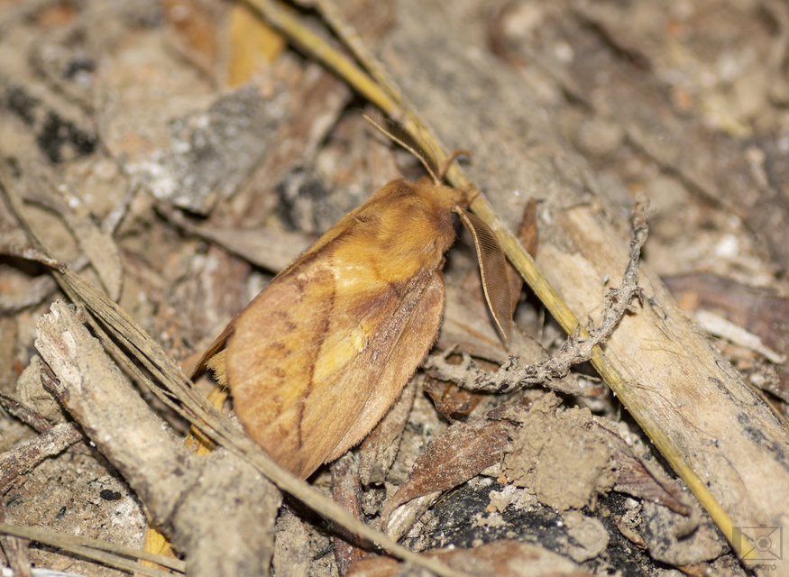 Euthrix potatoria - szomjas pohók