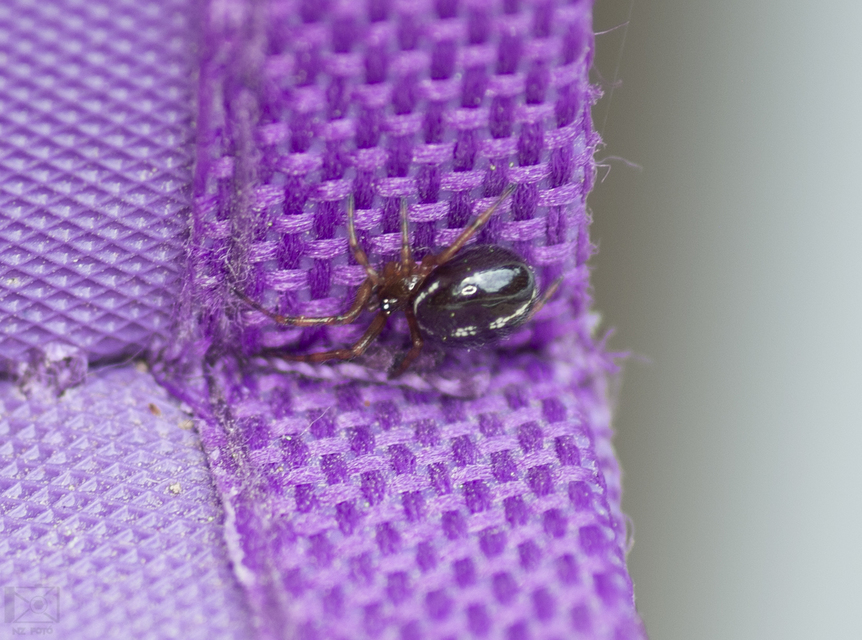 Steatoda bipunctata - kétpettyes faggyúpók