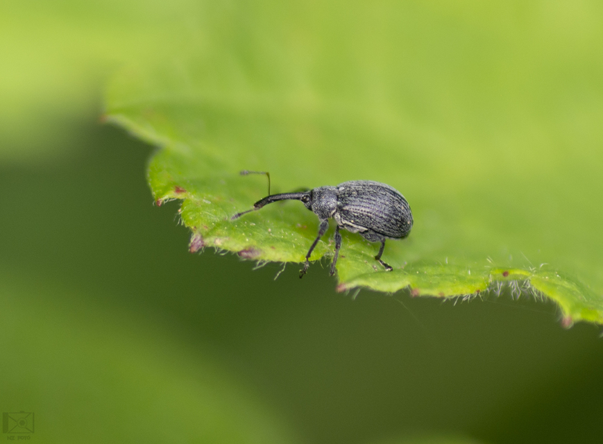 Anthonomus rubi - szamóca-bimbólikasztó Anthonomus rubi - szamóca-bimbólikasztó