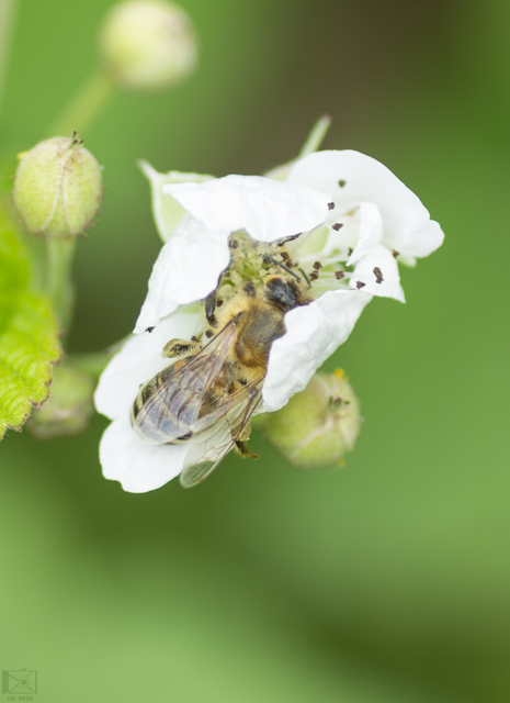 Apis mellifera - háziméh