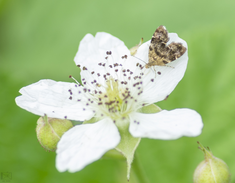 Anthophila fabriciana - lápréti levélmoly