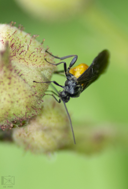 Braconidae - gyilkosfürkészek