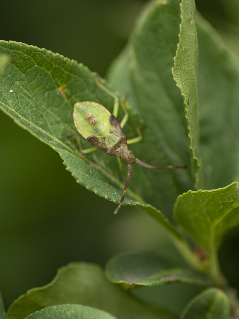 Gonocerus acuteangulatus - aranypetés karimáspoloska