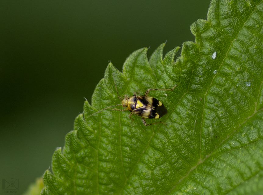Liocoris tripustulatus - hárompettyes mezeipoloska
