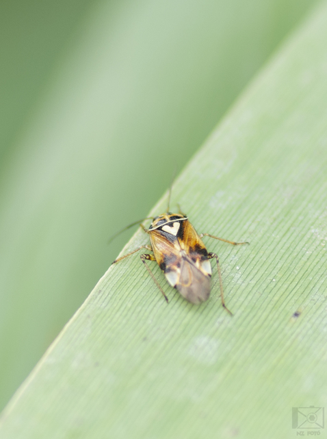 Lygus pratensis - változó mezeipoloska