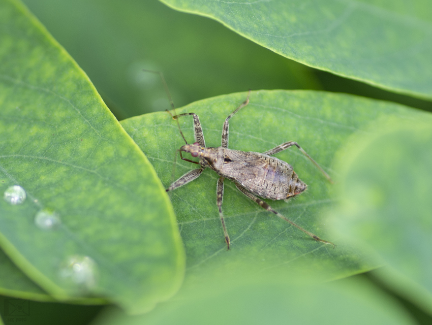 Himacerus