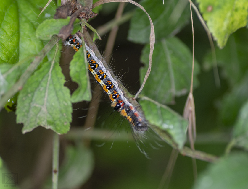 Acronicta tridens - barnás szigonyosbagoly