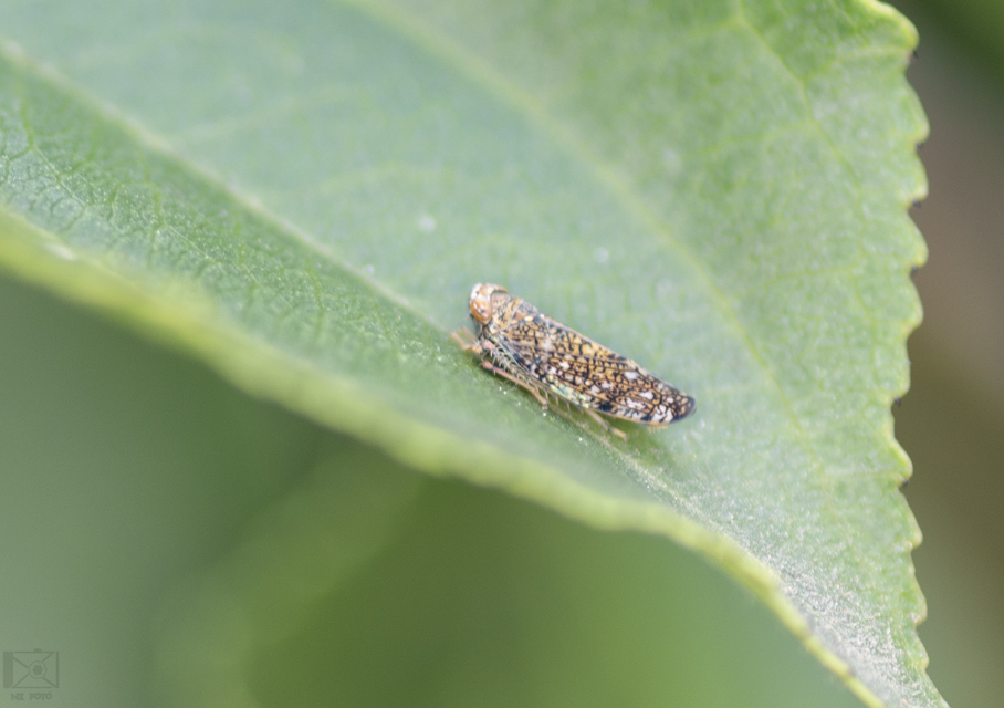 Orientus ishidae