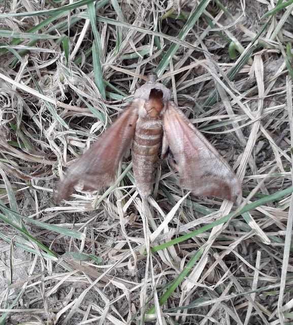 Smerinthus ocellatus - esti pávaszem