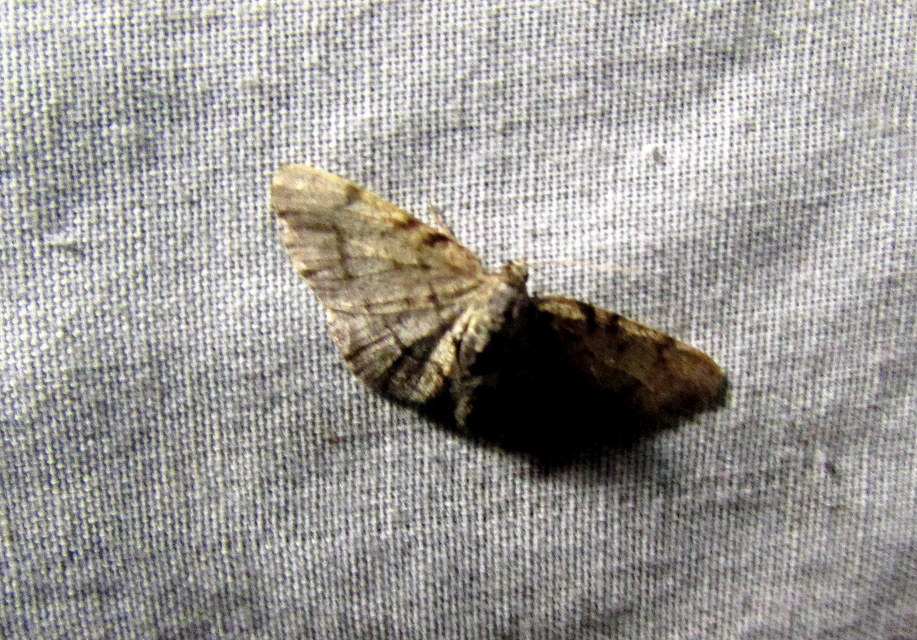 Aethalura punctulata - szürke égeraraszoló