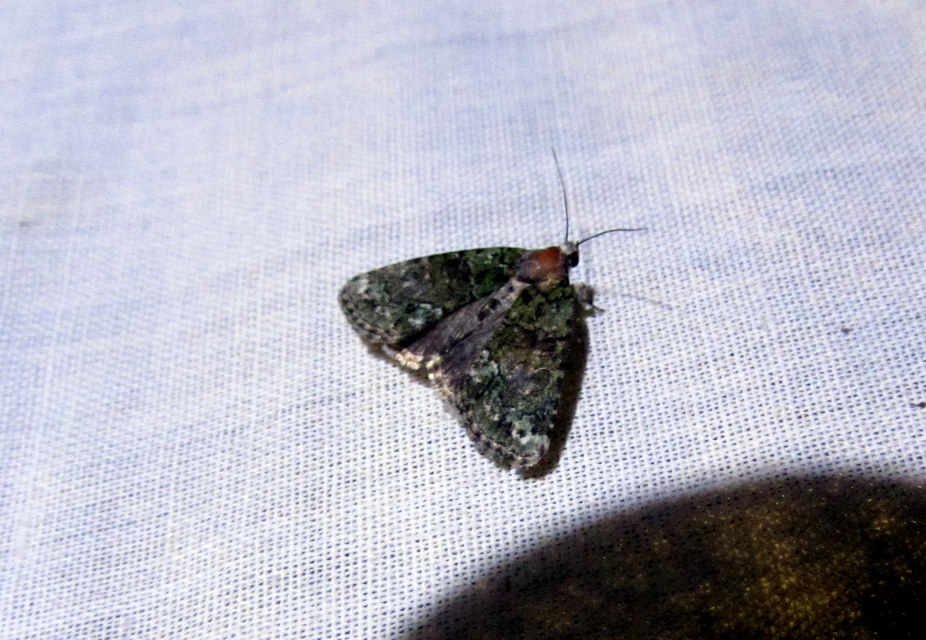 Cryphia algae - sárgászöld zuzmóbagoly