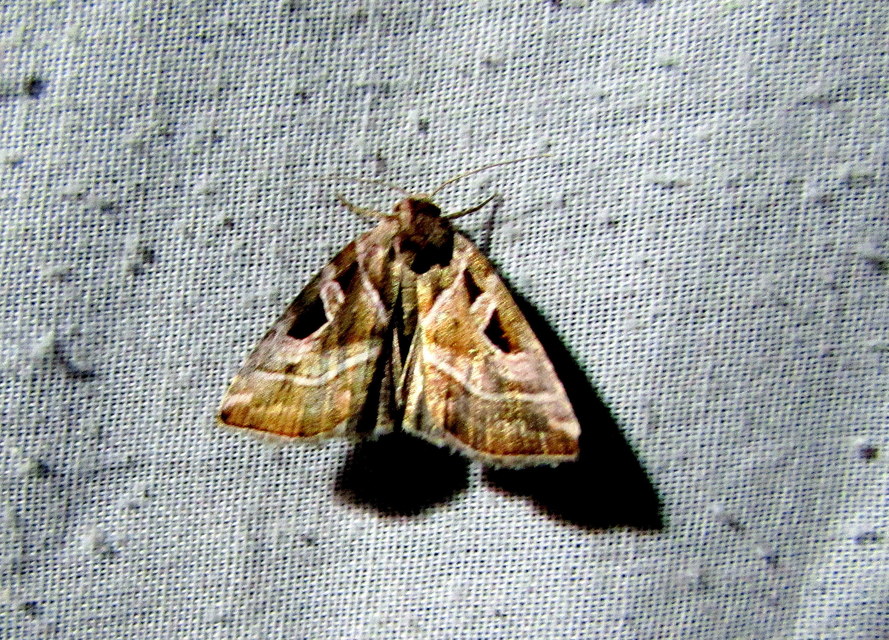 Eucarta virgo - mocsári ametisztbagoly