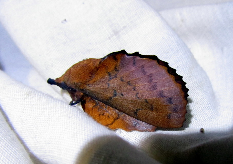 Gastropacha quercifolia - tölgylevélpohók