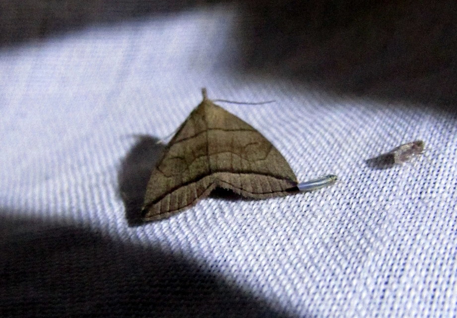 Herminia grisealis - ligeti karcsúbagoly