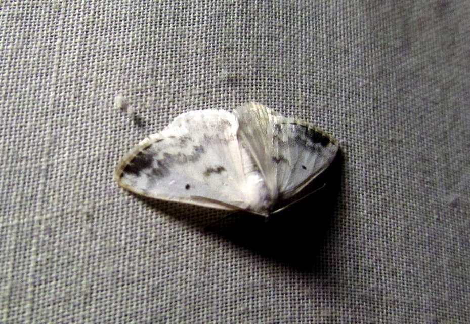 Lomographa temerata - foltos fehéraraszoló