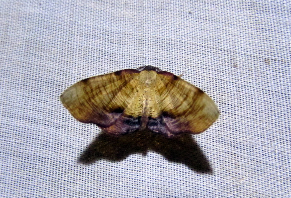 Plagodis dolabraria - baltaszárnyú araszoló