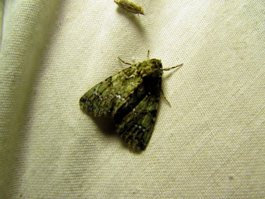 Polyphaenis sericata - selyemfényű erdeibagoly