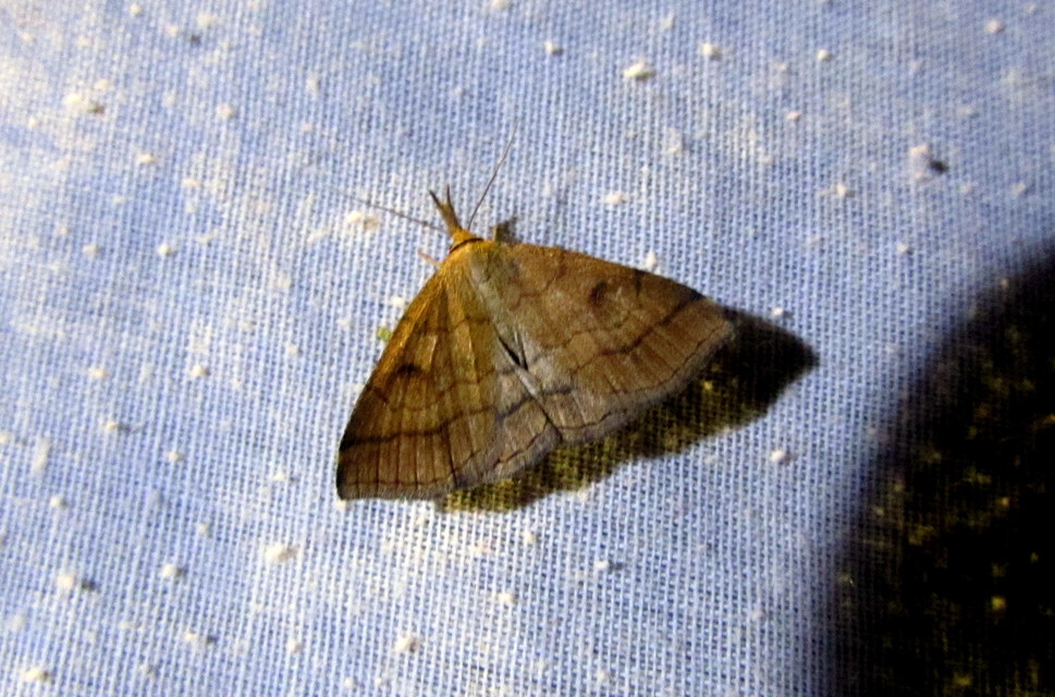 Polypogon gryphalis - láperdei karcsúbagoly