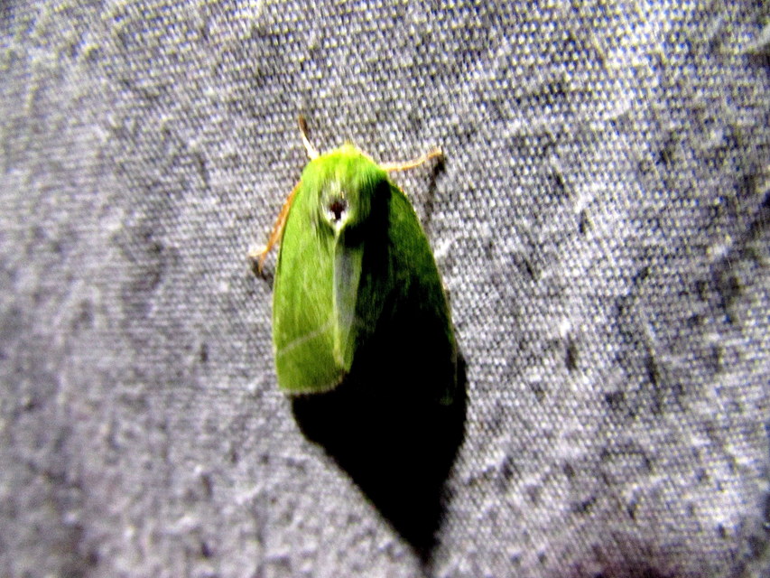 Pseudoips prasinana - bükkfa-zöldbagoly