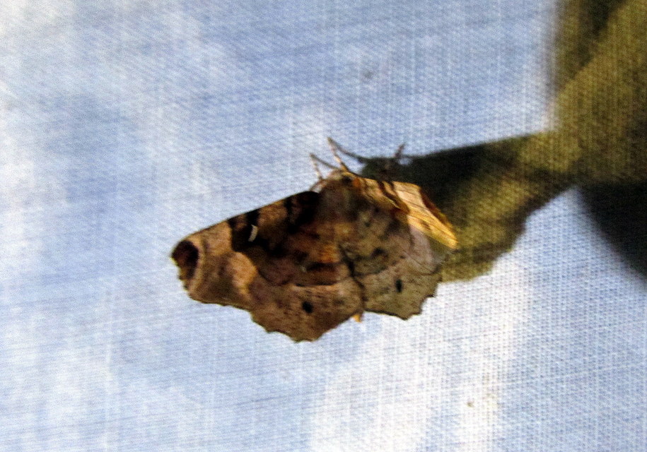 Selenia tetralunaria - négyfoltos holdasaraszoló