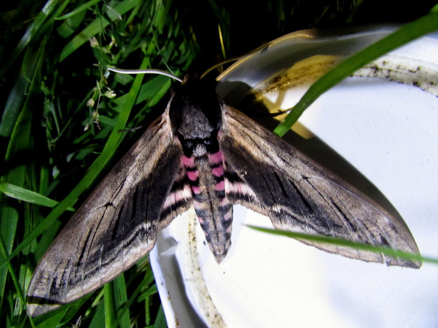 Sphinx ligustri - fagyalszender