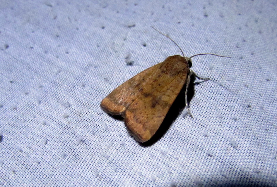 Noctua interjecta - zömök sárgafűbagoly