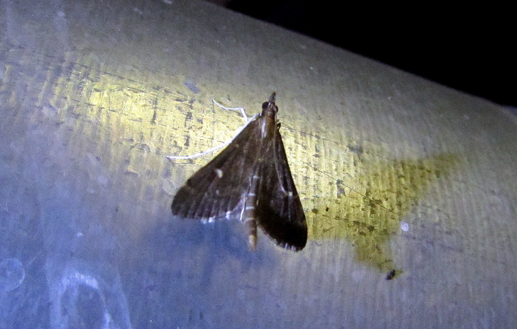 Dolicharthria punctalis - hosszúlábú tűzmoly