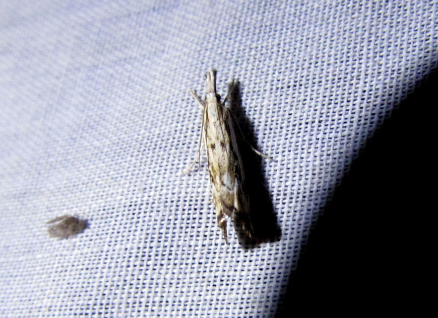 Catoptria