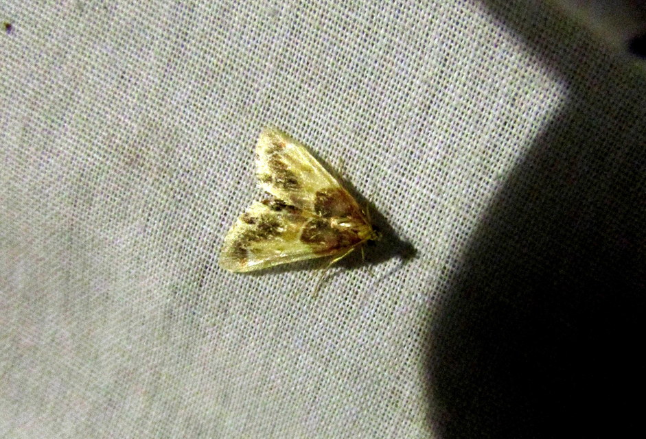 Pyralis farinalis - lisztilonca
