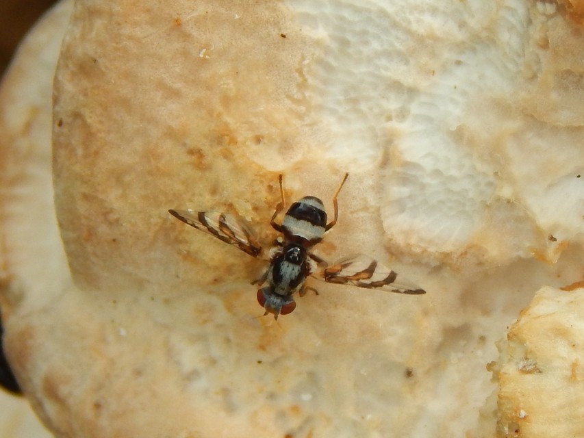 Myennis octopunctata