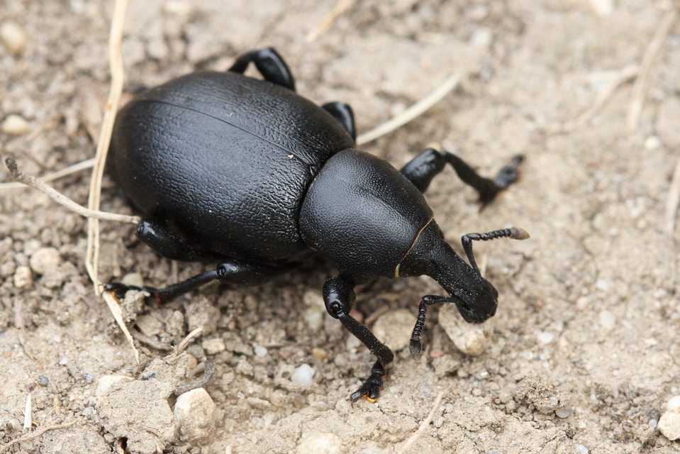 Liparus dirus - sujtár-szerecsenományos