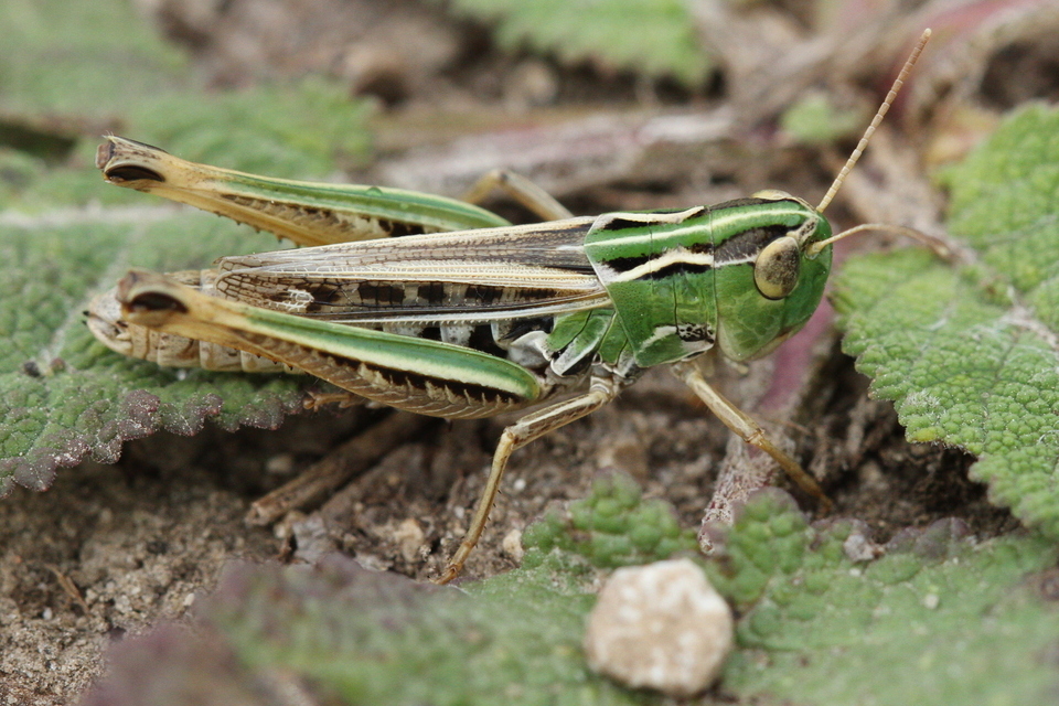 Stenobothrus nigromaculatus - sztyeppréti sáska