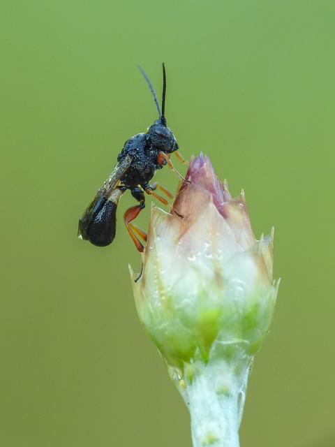 Braconidae - gyilkosfürkészek