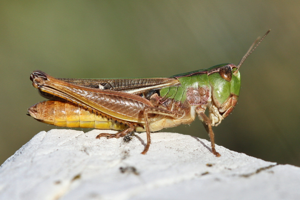 Stenobothrus lineatus - jajgató rétisáska