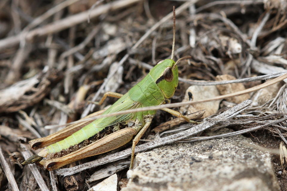 Pseudochorthippus parallelus - közönséges rétisáska