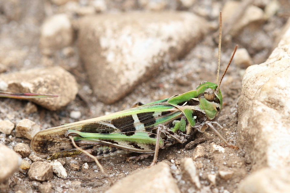 Oedaleus decorus - szalagos sáska