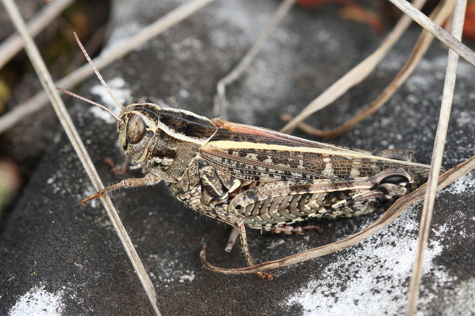 Calliptamus italicus - olaszsáska