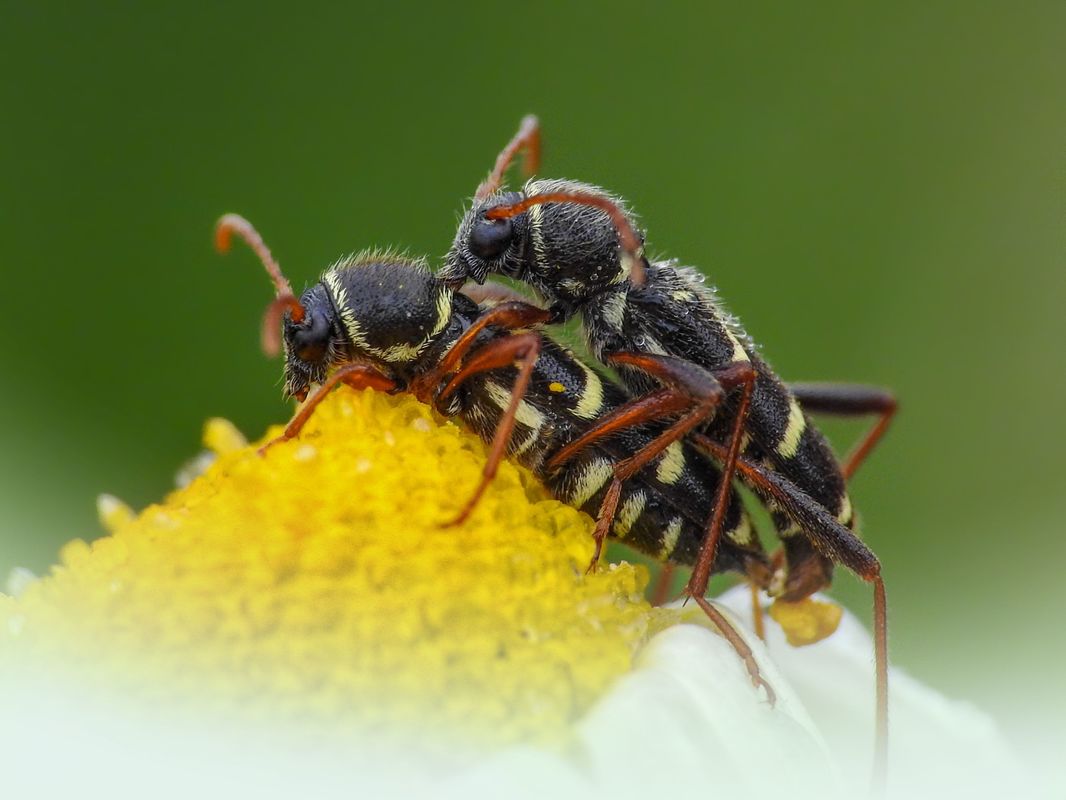 Clytus rhamni - benge-darázscincér