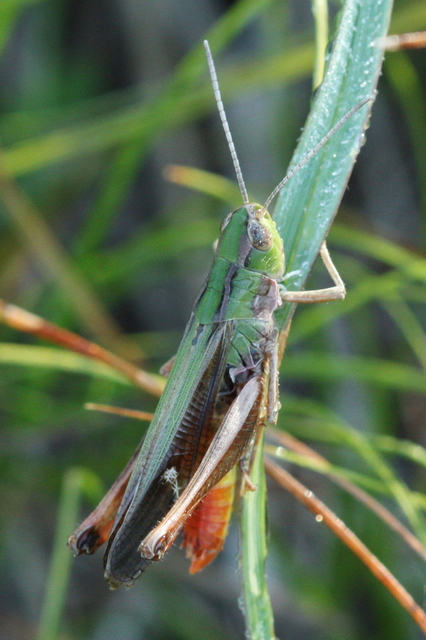 Stenobothrus lineatus - jajgató rétisáska