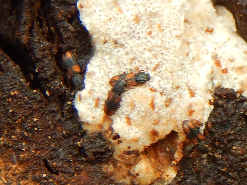 Bitoma crenata - szalagos héjbogár