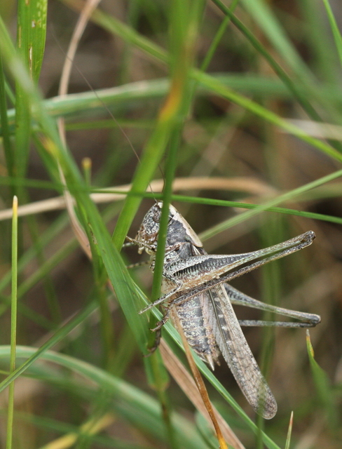 Platycleis affinis - púposhasú rétiszöcske