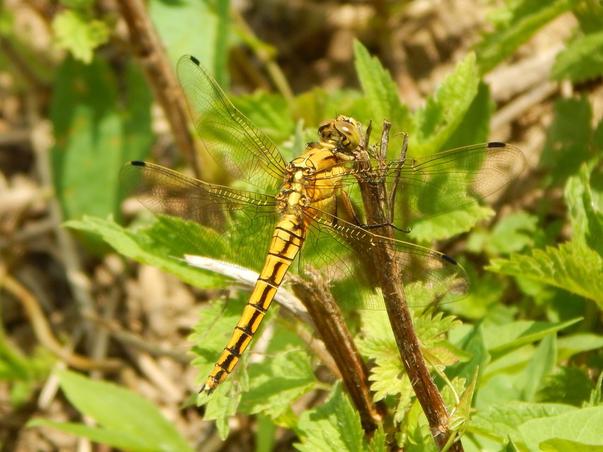 Orthetrum cancellatum - feketefarkú pásztorszitakötő