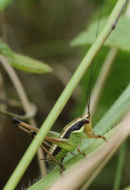 Pachytrachis gracilis - karcsú szöcske