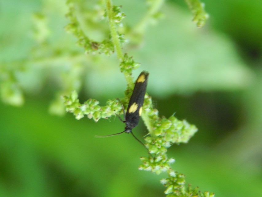 Scythris sinensis - aranyfarú zöldmoly