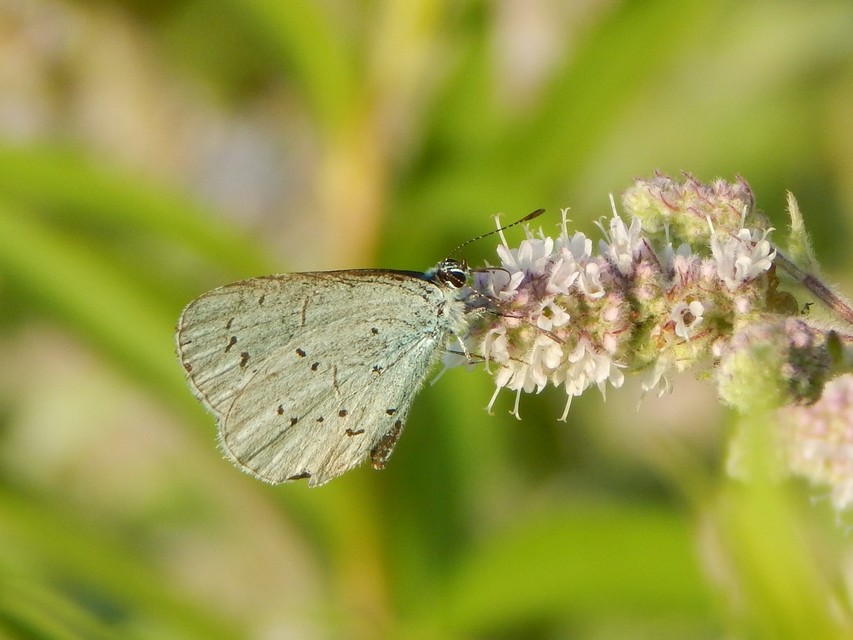 Celastrina argiolus - bengeboglárka