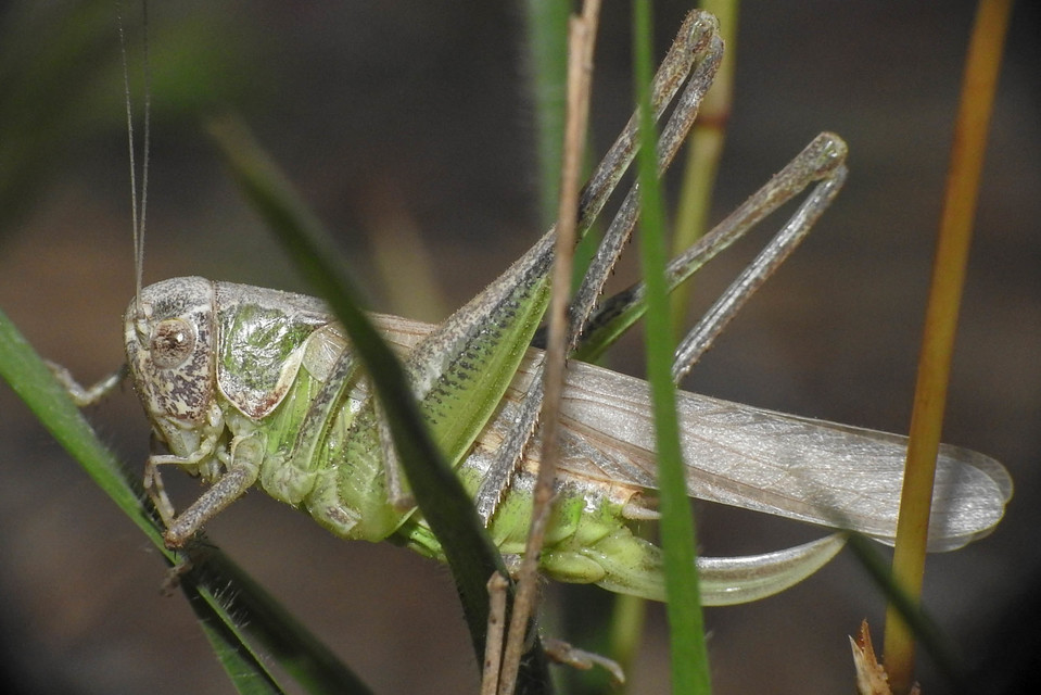 Platycleis