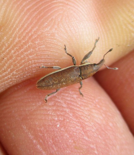 Lixus ochraceus - retek-dudvabarkó