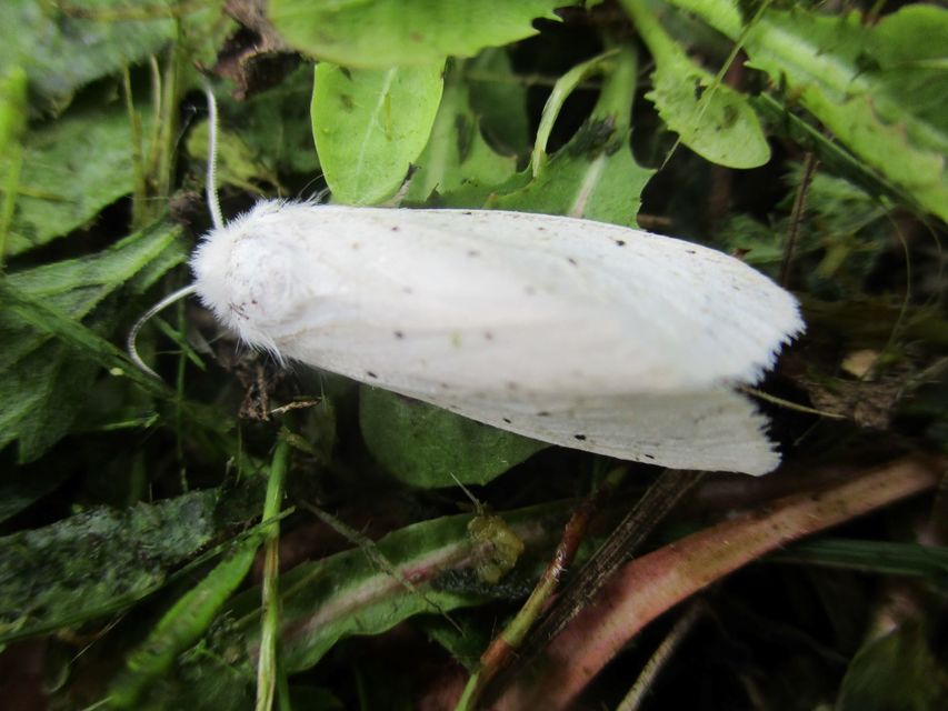 Hyphantria cunea - amerikai fehér medvelepke