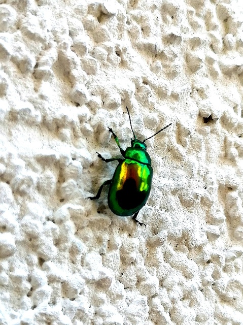 Chrysolina herbacea - zöld mentalevelész